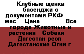 Клубные щенки басенджи с документами РКФ - 2,5 мес. › Цена ­ 20 000 - Все города Животные и растения » Собаки   . Дагестан респ.,Дагестанские Огни г.